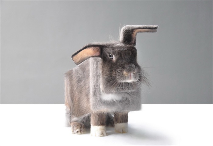 动物们集体方了