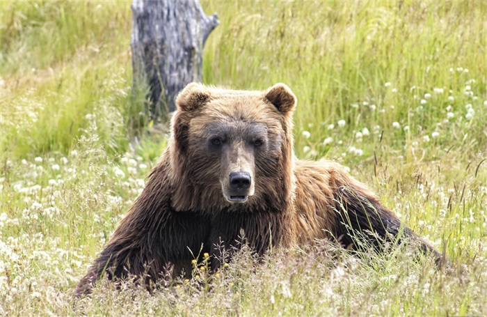 动物们集体方了