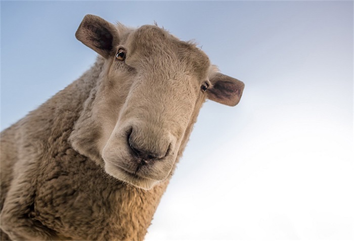 动物们集体方了