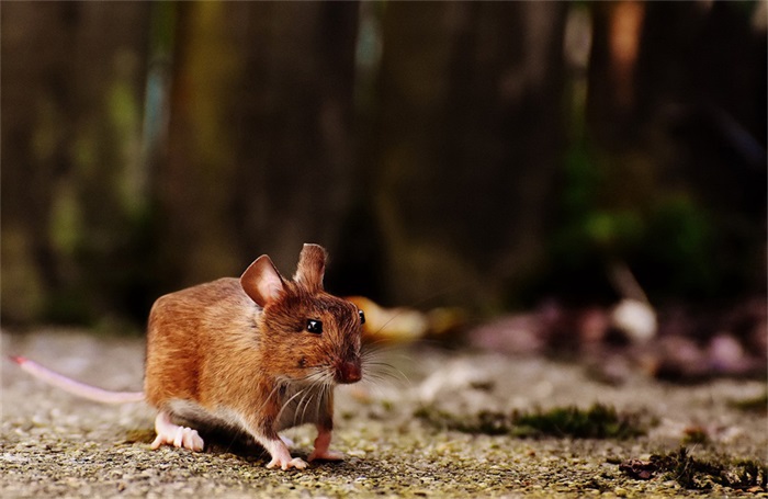 动物们集体方了