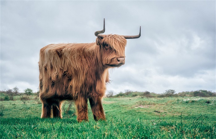 动物们集体方了