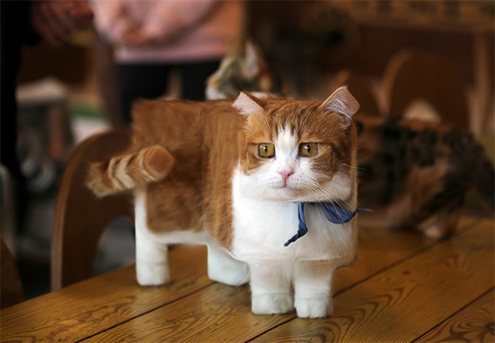 动物们集体方了