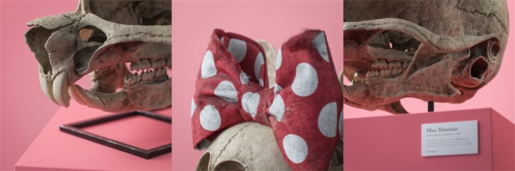 头骨化石-纪念曾经的那些卡通明星