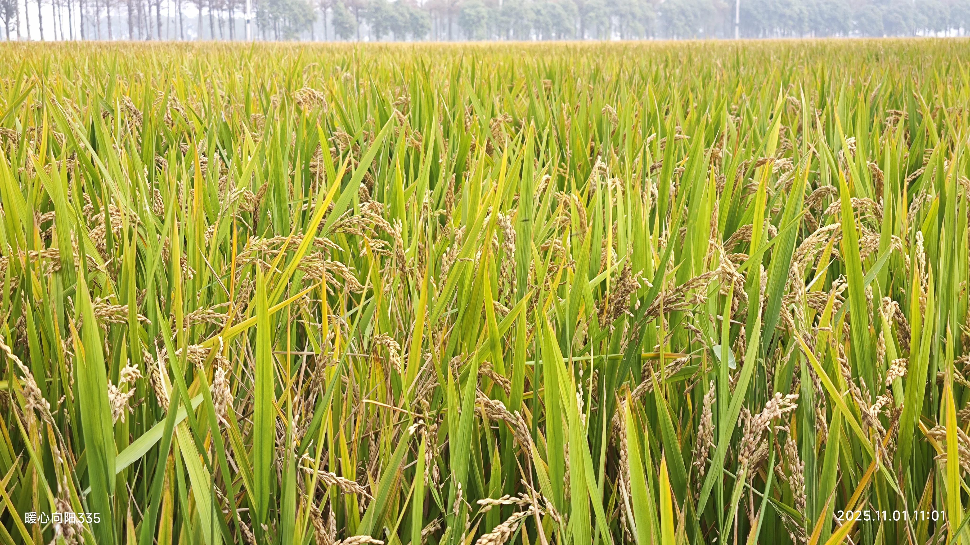 农耕活动志愿服务 & 秋收