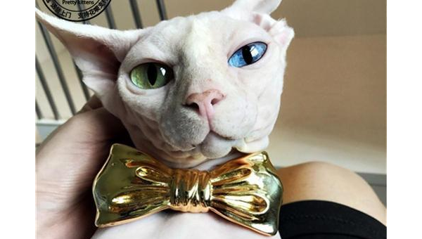 狮子座最适合养什么宠物猫？-倾慕云小窝