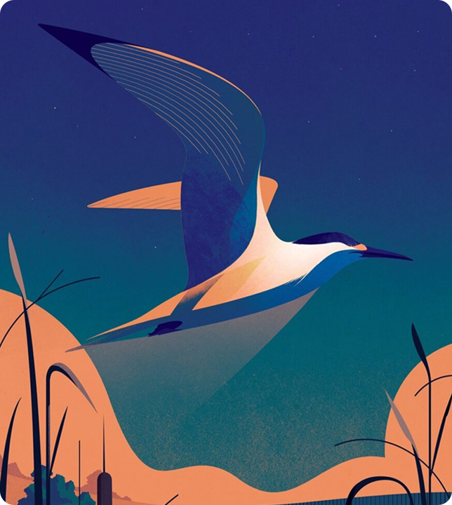 Adobe Animate | 永久激活版本下载