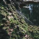 测试87的头像-SDModel