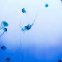 测试81的头像-SDModel