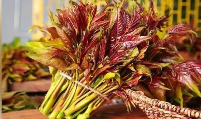 血糖高的人春天还能吃香椿吗? 医生提醒这几点吃法最稳妥