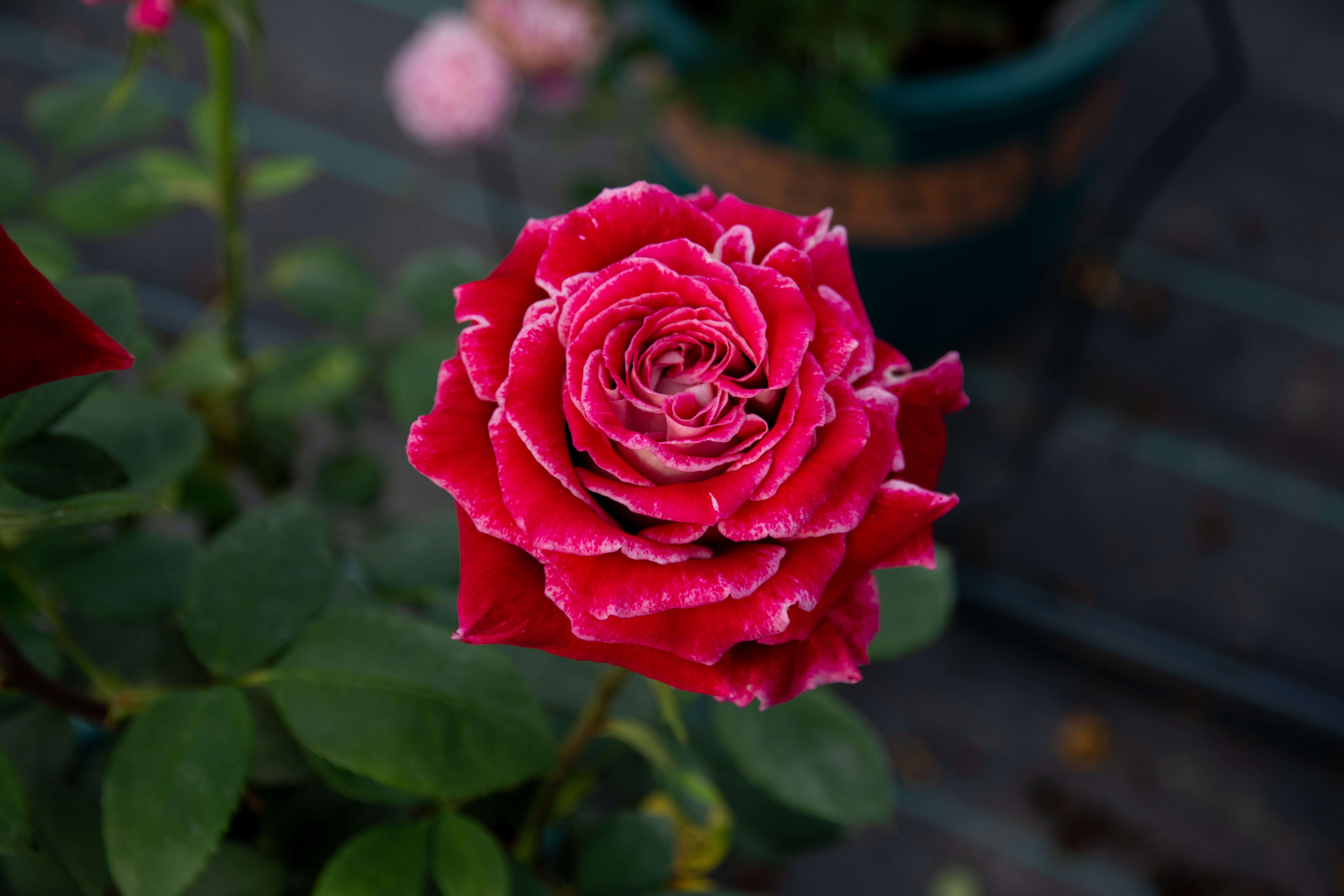 DSC_0321_240503.jpg
