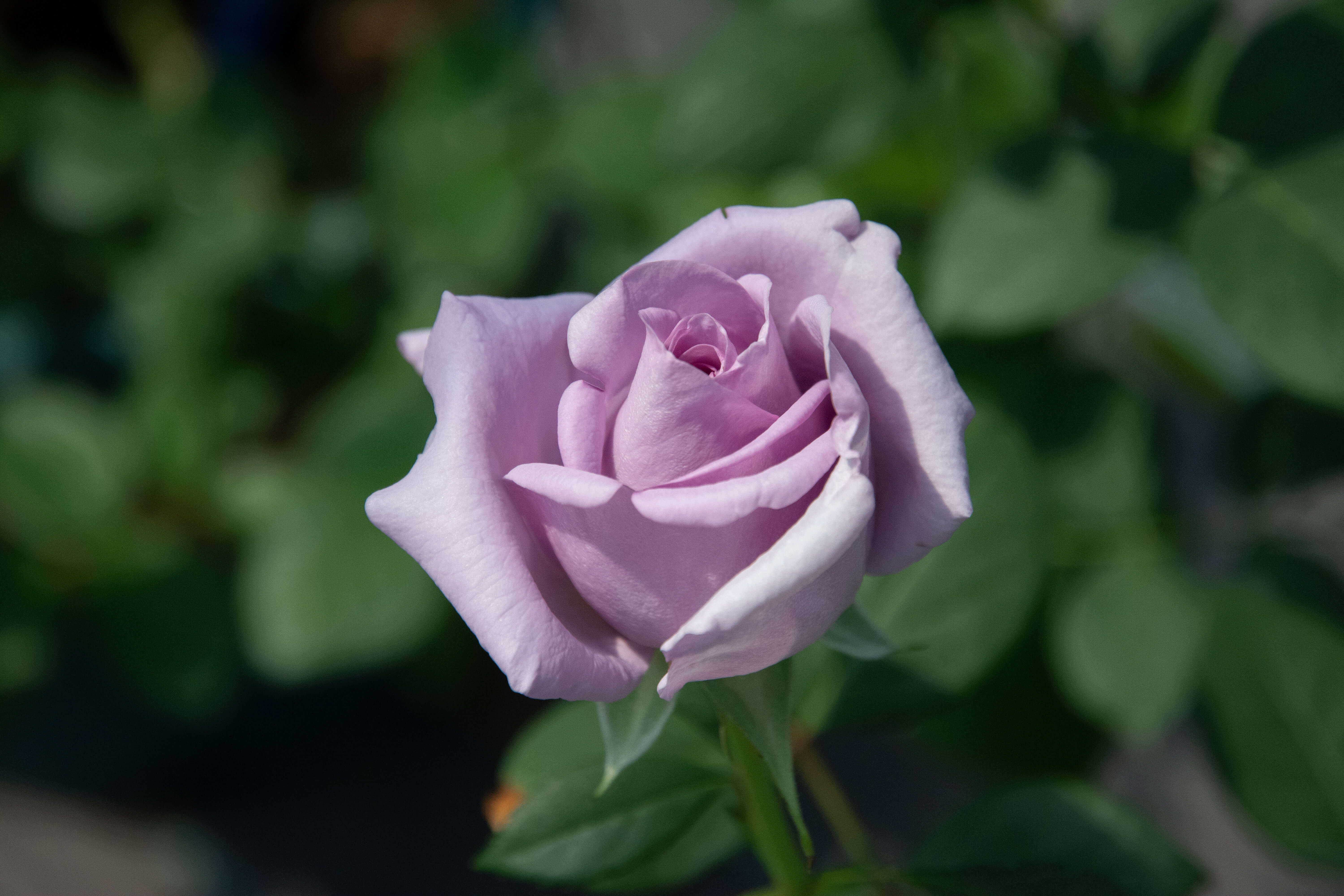 DSC_9849_240418.jpg