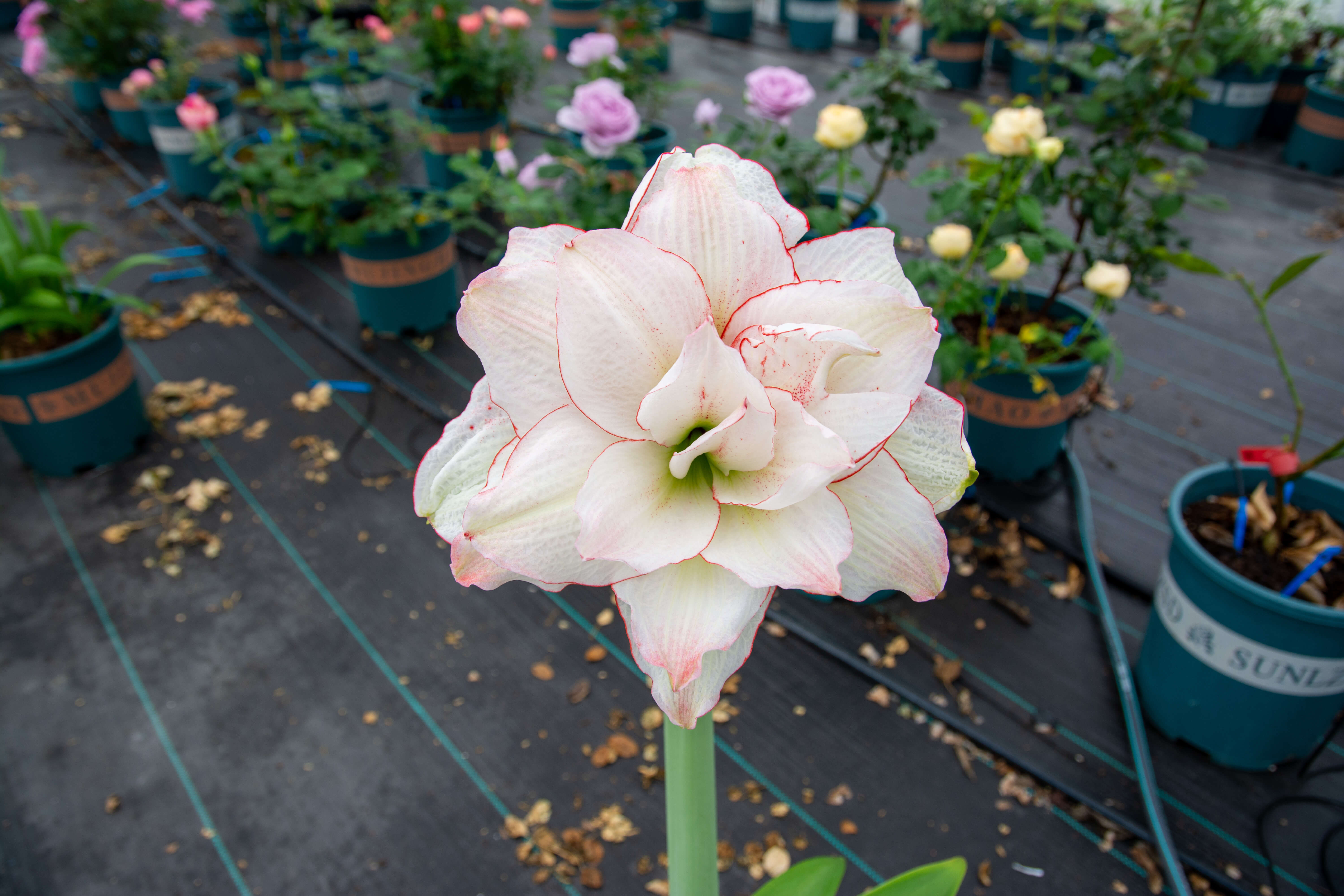 DSC_9949.jpg