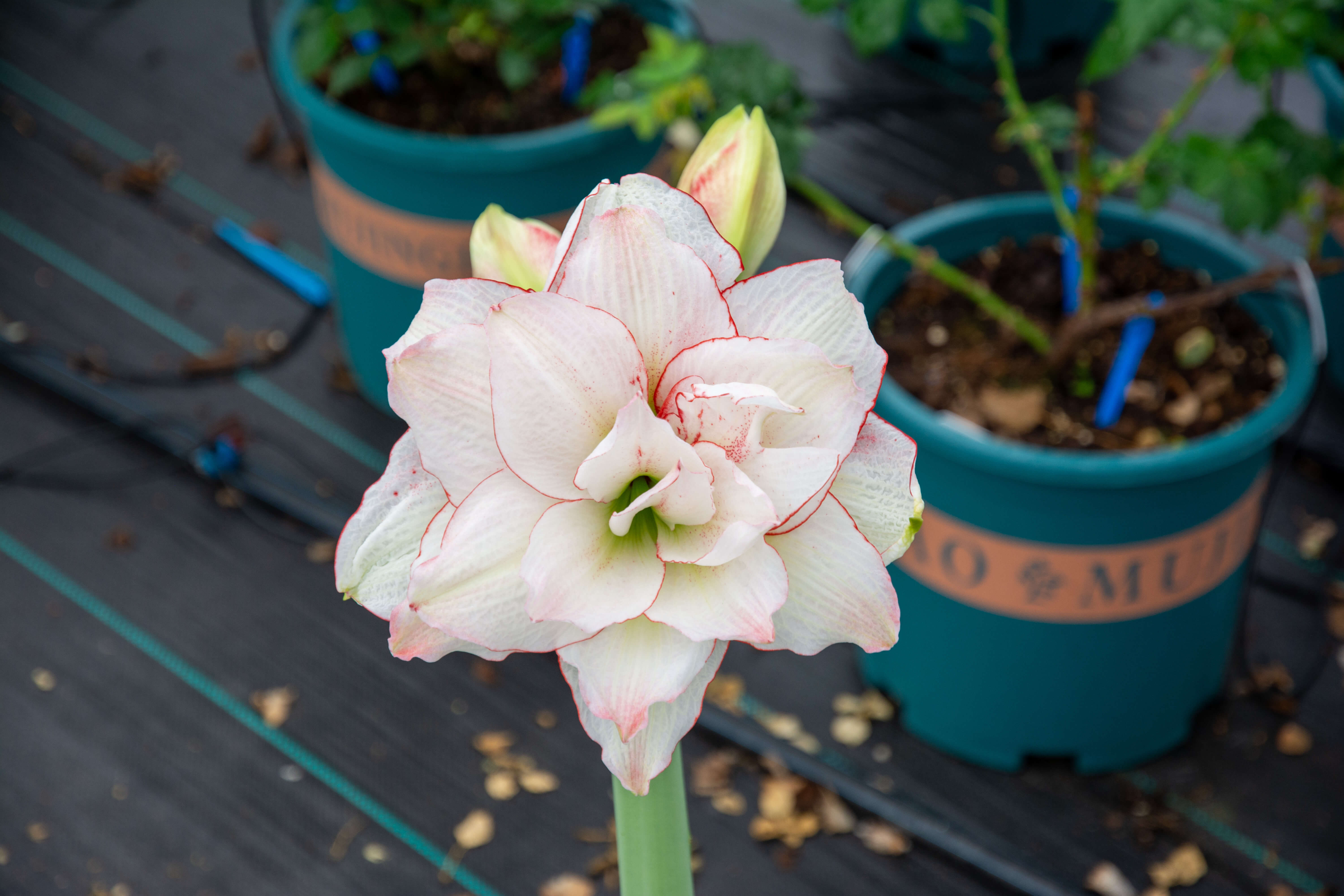 DSC_9953.jpg