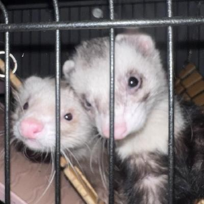 DiaoNameCard —— 大貂名片配套UI[1.18-1.21]