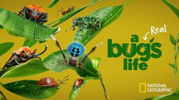 《虫虫历险记第一季》A Real Bug’s Life 迅雷下载 全集免费下载 磁力链 1080P网盘资源