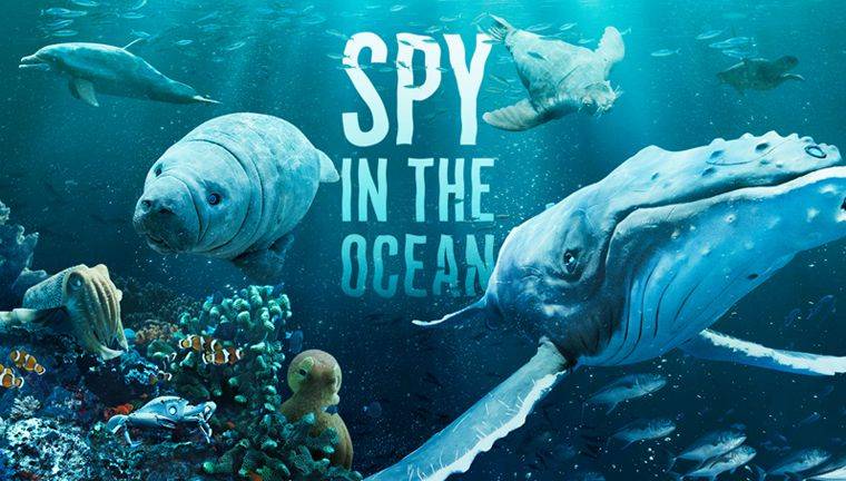 《海洋间谍第一季》Spy in the Ocean 迅雷下载 全集免费下载 磁力链 1080P网盘资源