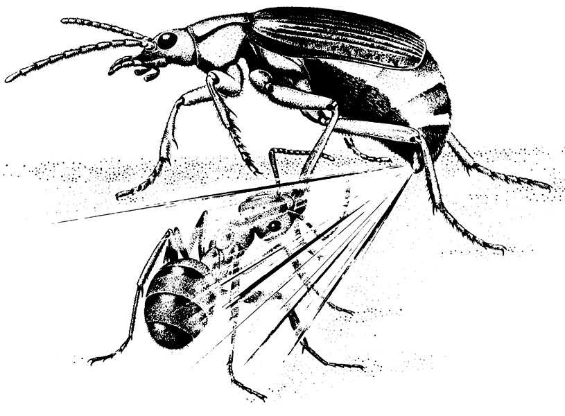 创/造科学｜奇妙的投弹甲虫
