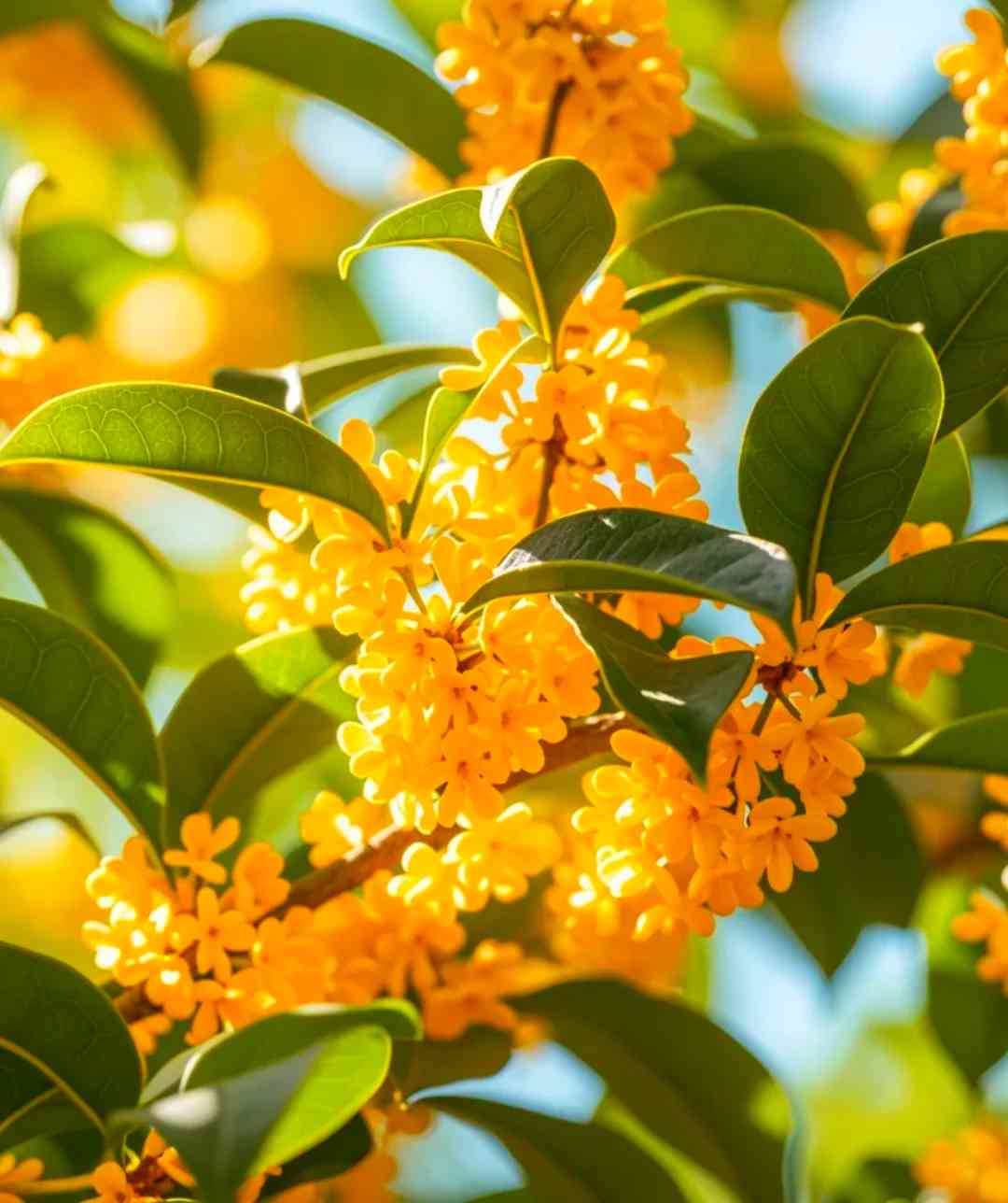 原创诗歌｜十字桂花香（附歌谱）