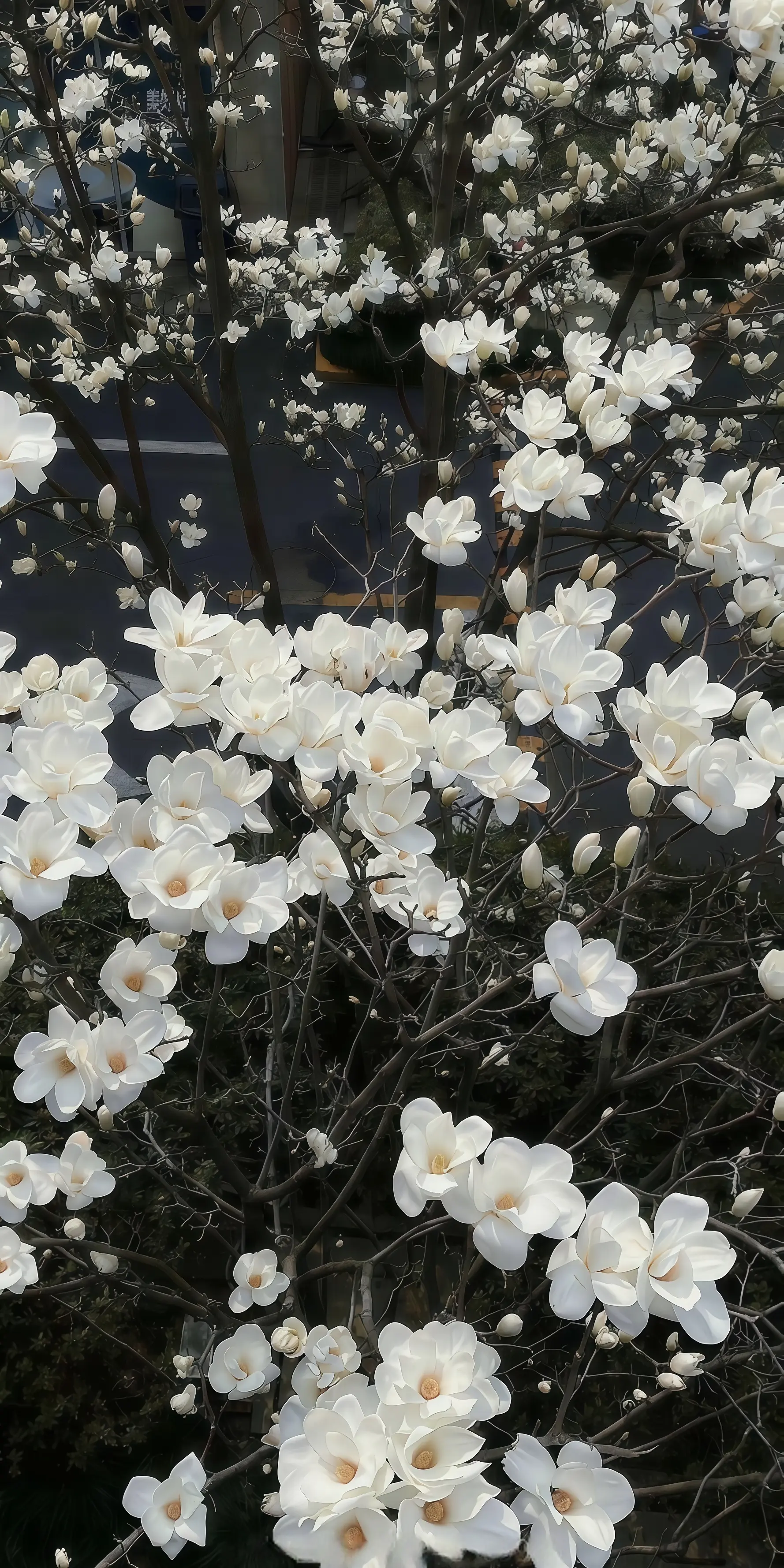 深景壁纸-0278