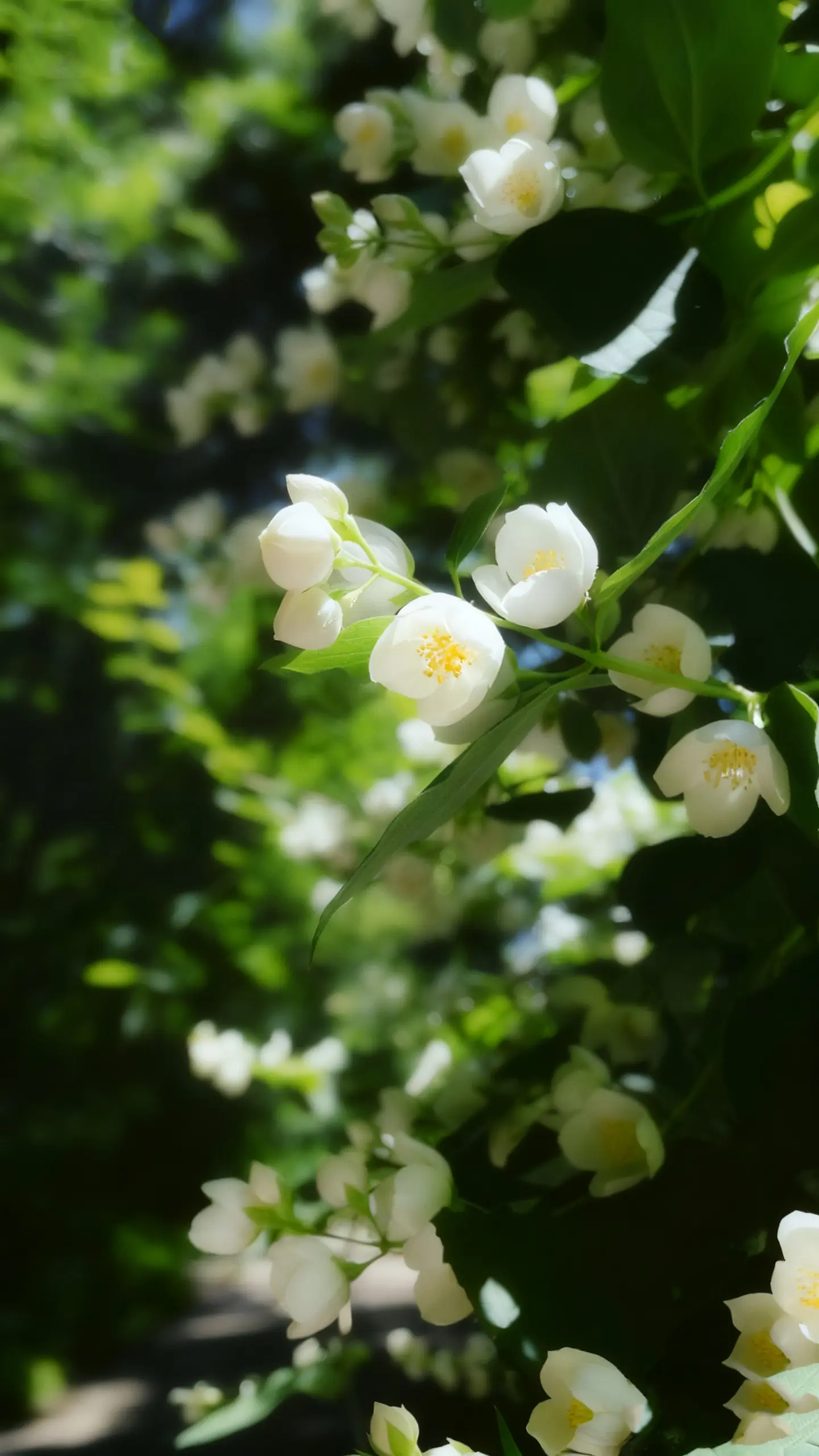 深景壁纸-0550 图集