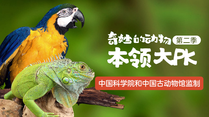 奇妙的动物本领大PK