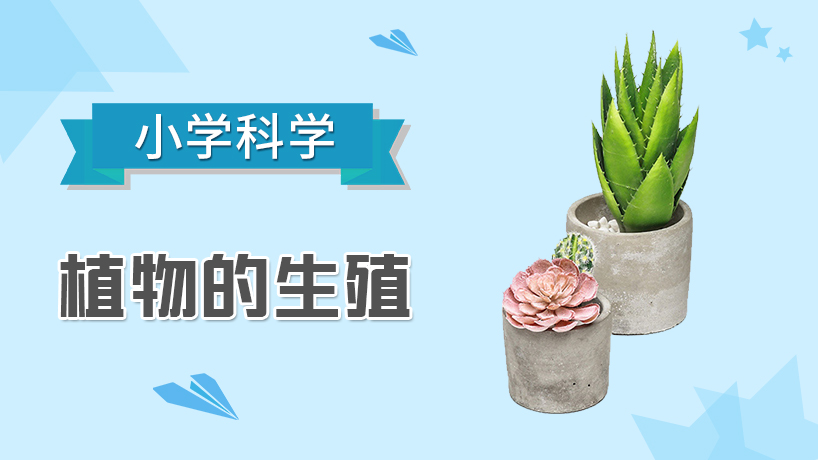 小学科学-植物的生殖