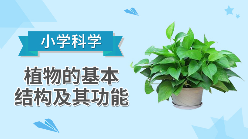 小学科学-植物的基本结构及其功能