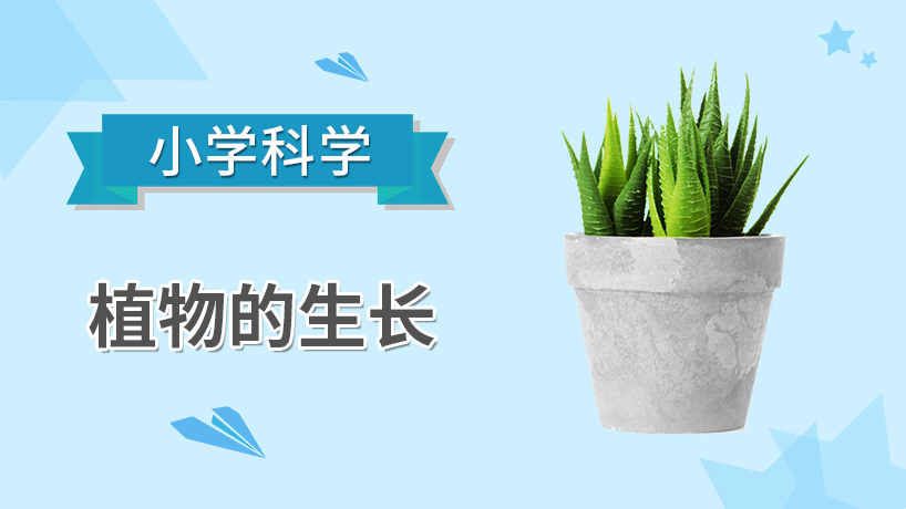 小学科学-植物的生长